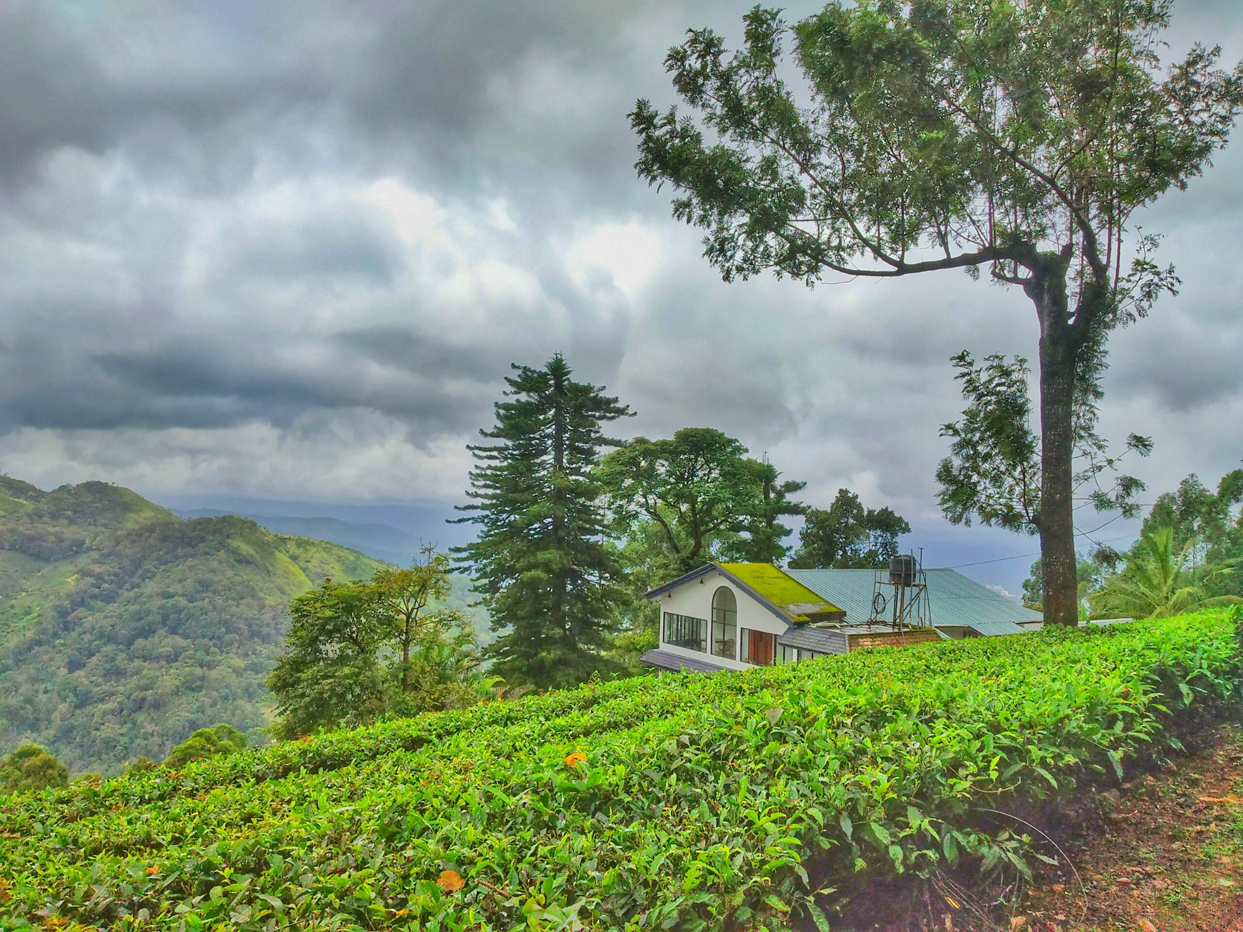 Stays in Munnar